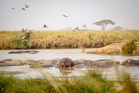 Africa struggles to balance economic growth & biodiversity conservation: UNCTAD