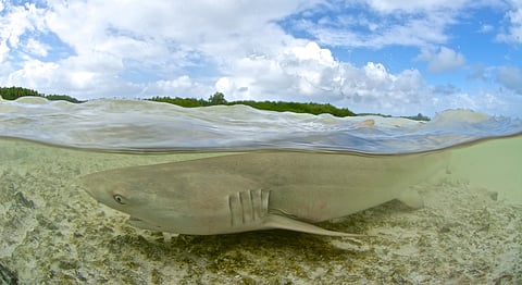 There were 47 ‘unprovoked’ shark attacks in 2024; bull sharks mostly responsible: International Shark Attack File