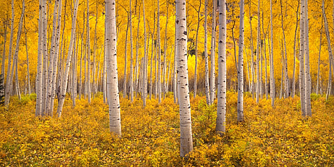 Insects and disease turn 22.8 million acres of Colorado’s forests into carbon sources: Report