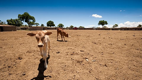 Kenya relies on USAid famine warning system — what happens now that it’s gone?