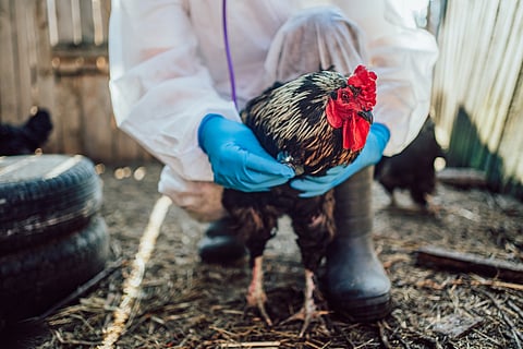 USDA grants conditional approval to Avian Flu vaccine