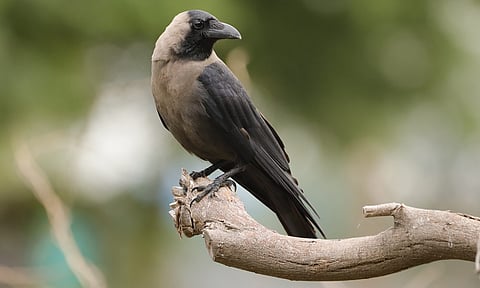 Study on crow-silk moth-human interaction in eastern India’s Adivasi villages offers new insight on how nonhuman animals can influence planning