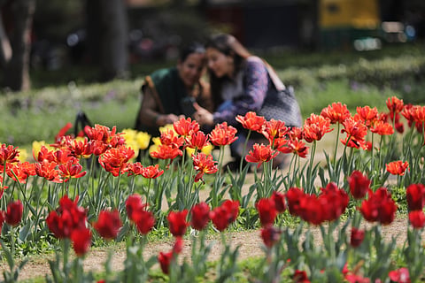 This festival offers an opportunity for people to experience an array of tulip varieties in full bloom, with various colours and shapes on display. 