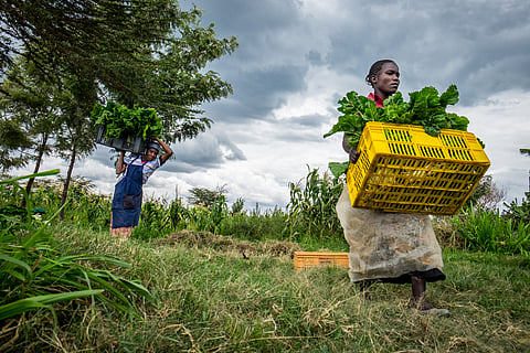 Agricultural value chains drive East Africa’s economic growth, report finds 