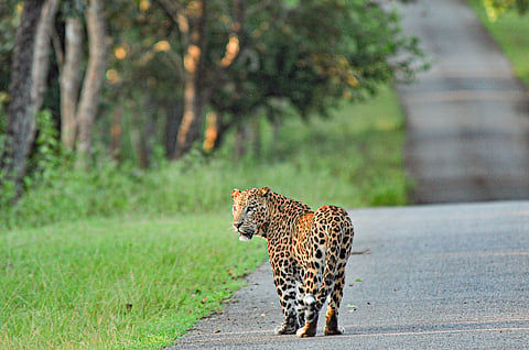 Protected areas alone won’t save wildlife, conservation needs wider focus