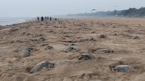 Happy nesting! Olive Ridley turtles swim to Rushikulya in record numbers to lay eggs