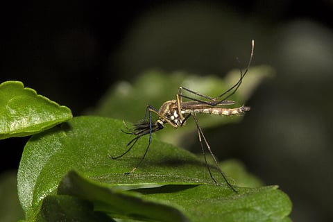 Funding gaps, climate change stall malaria elimination in Africa: Report
