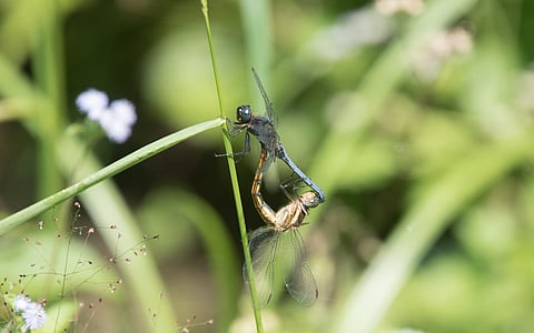Making sex deadly for insects could control pests that carry disease and harm crops