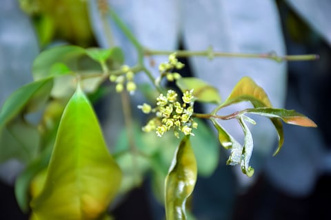 Low litchi flowering worries Bihar farmers, threatens summer yield