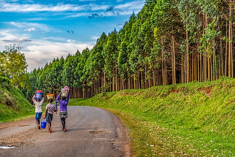 Kenyan farmers need support to plant more trees than just water-guzzling eucalyptus