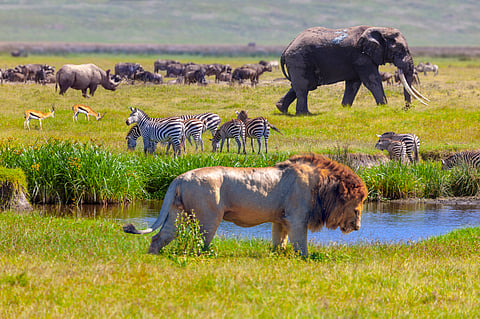 Wildlife conservation funds biased against smaller species as larger animals take lion's share: Study