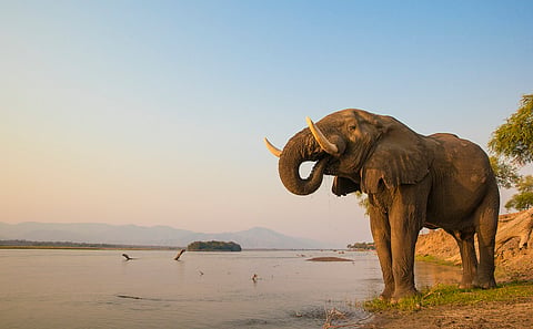 Africa’s elephants have been in dramatic decline for 50 years. What can be done to save them – new study