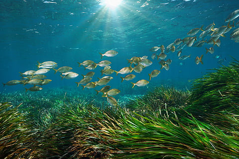 Seagrass conservation key to global biodiversity and climate targets, studies show