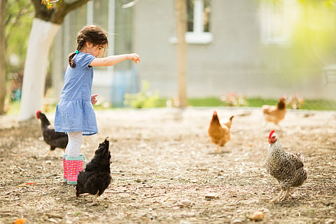 Grow chicken in backyard, Trump administration’s solution to rocketing eggs prices