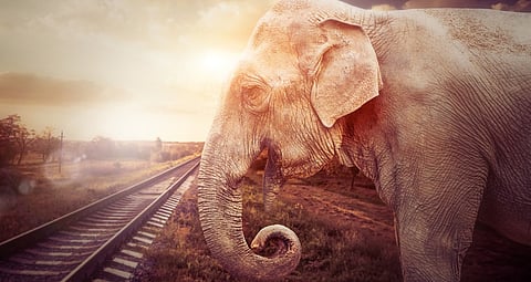 AI-enabled system successful in preventing elephant-train collisions on Kerala-Tamil Nadu border