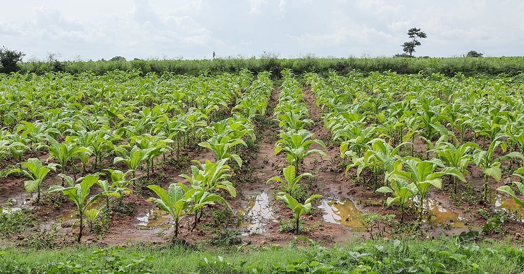 genetically modified tobacco Tobacco's Future: From Deadly Habit to Lifesaving Medicine