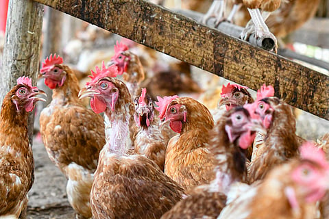 After H5N1, US reports outbreak of deadly H7N9 strain of bird flu