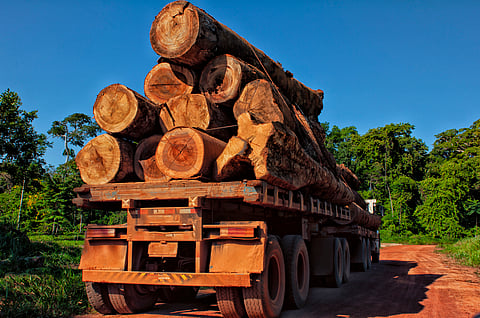 Global Forest Vision 2025 outlines urgent actions to protect forests, stop deforestation-linked trade