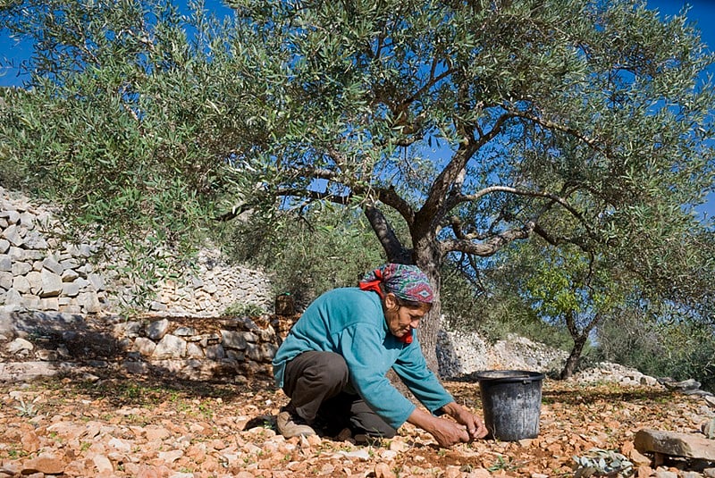 Exploring Palestinian Poetry: The Olive Tree as a Symbol of Resilience and  Resistance