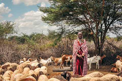 Tanzania: Maasai pastoralists resist carbon credit projects amid fears of land dispossession