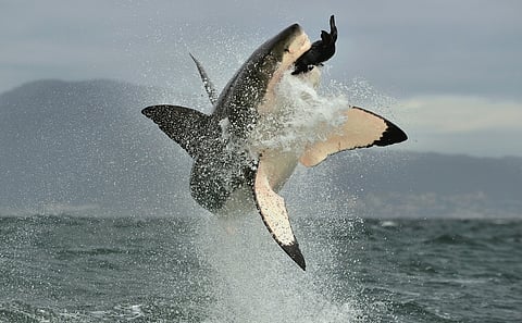 Why sharks are important: Two-decade-long study in South Africa shows loss of Great Whites led to disturbance in marine food web