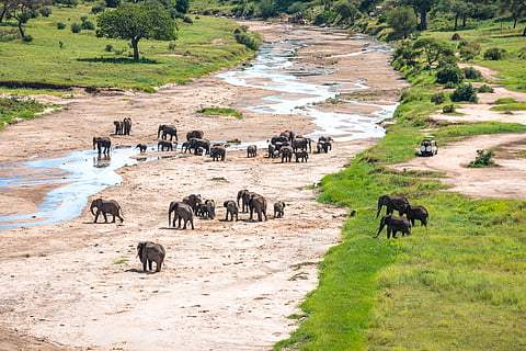 Malawi-Zambia border: Communities near Kasungu National Park resort to legal action over elephant relocation  