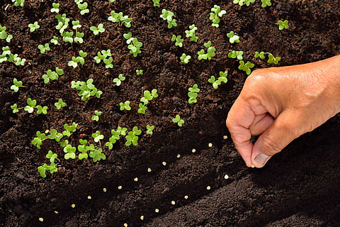 World facing tree seed shortage: FAO
