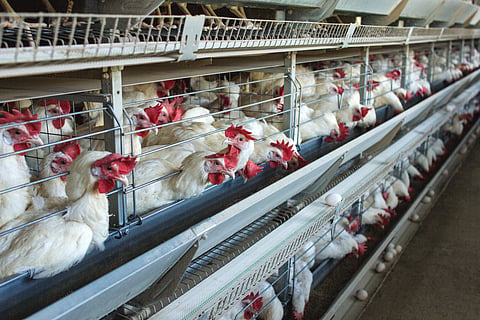 The public have been urged to consume only properly cooked chicken and eggs. 