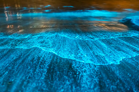 Behind the beauty of Kochi’s bioluminescent backwaters lies a looming crisis