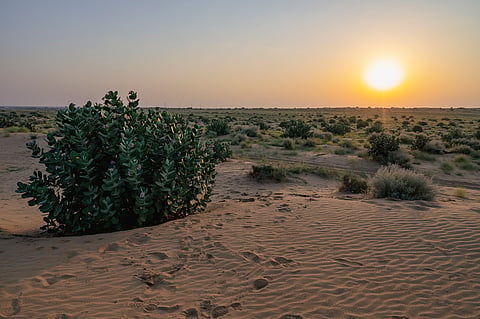 The desert is greening, thanks to more rainfall & excessive groundwater pumping