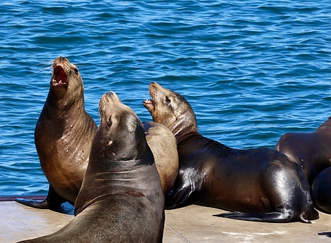 Neurotoxin released by algal bloom off Californian coast is making Sea Lions aggressive — here’s why climate change is to be blamed 
