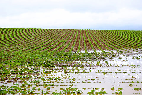 There is need for terrain-specific strategies — for high-rainfall areas, interventions include flood management, better drainage and waterlogging-resistant crops. In arid regions, efficient irrigation (drip/sprinkler), rainwater harvesting and soil moisture conservation methods are essential.