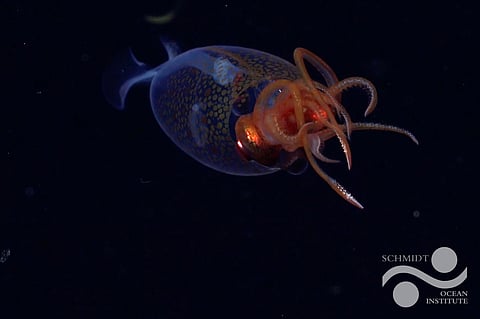 A century after its discovery, scientists capture first confirmed footage of a colossal squid in the deep