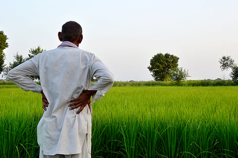 Study links climate change to rising arsenic levels in rice, increasing health risks 