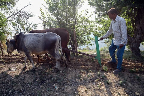 Switch from wooden to steel ploughs encapsulates Uttarakhand farmer’s quiet rebellion against deforestation
