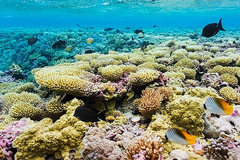 Trump is stripping protections from marine protected areas — why that’s a problem for fishing’s future, and for whales, corals and other ocean life