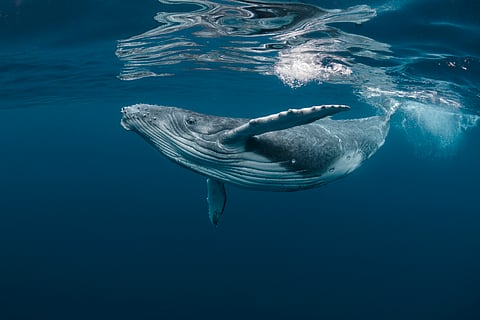 Why whale urine is so important to life in the sea