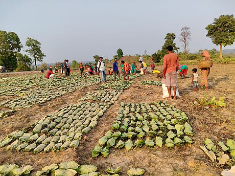 The eight Gram Sabhas have collected over 400,000 bundles of kendu leaves.