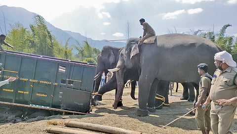 A rescued elephant being translocated to Mudumalai Tiger Reserve. Crop-raiding  elephants are likely to be obese due to their sedentary lifestyle