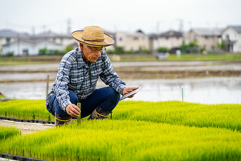 Rice is a staple food in Japan, and thus a sensitive commodity and increasing its imports could have potential repercussions.

