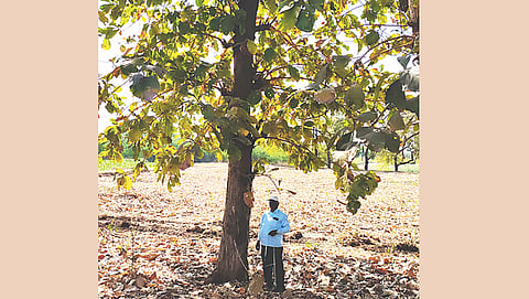 A farmer in Pune with a 30-year-old teak tree. With green felling of timber from government-owned forests prohibited, private plantations are relied upon to meet the demand for this prized timber,  