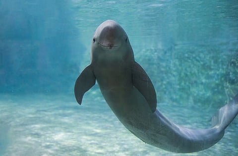 Scientists use classical poems to map decline of Yangtze finless porpoise from Tang Period to People’s Republic of China