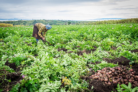 Investing in agriculture can help reduce poverty and inequality. 