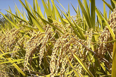 Experts express concern over government plans to reduce paddy area by 5 million hectares