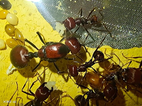 Kenya ant traffickers sentenced to 12 months in prison or $7,700 fine