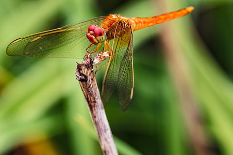 Humans are killing helpful insects in hundreds of ways — simple steps can reduce the harm