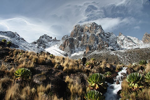 49-55% of vegetation cover across the forest areas in Mt Kenya will be lost by 2040, finds study