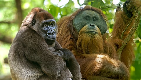 Cross River Gorilla, Tapanuli Orangutan among 25 most endangered primates: Report