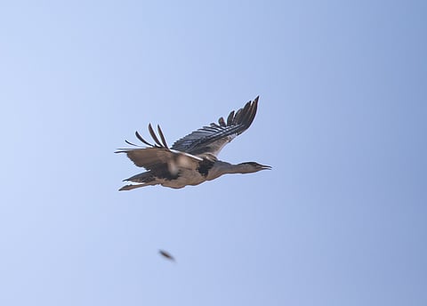 Amid gunfire and artillery shelling, the last remaining Great Indian Bustard shifted away from the border 