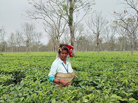 Women workers pluck tea for nearly nine months each year. 